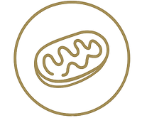 Mitochondrien aktivieren